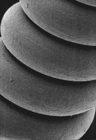 Magnified guitar string